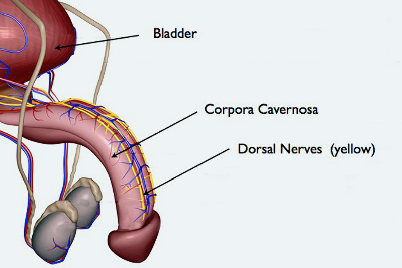 Dorsal-nerves-penis