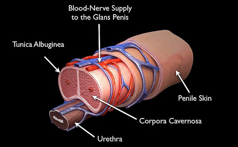 Penile-cross-section-anatomy