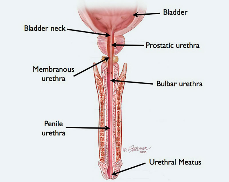 male-urethra-anatomy